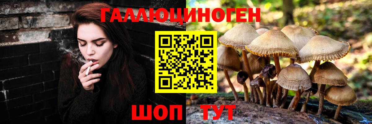 Галлюциногенные грибы Psilocybine cubensis  купить  цена  Волгоград 